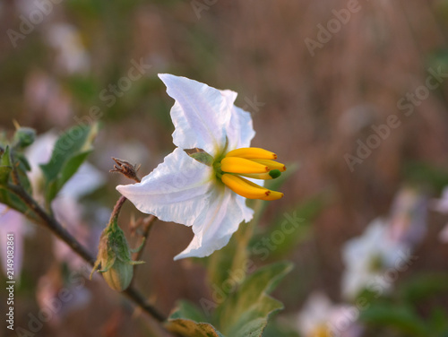 Sticky nightshade Solanum carolinense