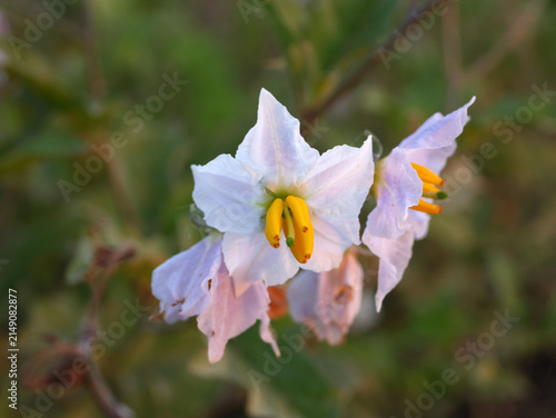 Sticky nightshade Solanum carolinense