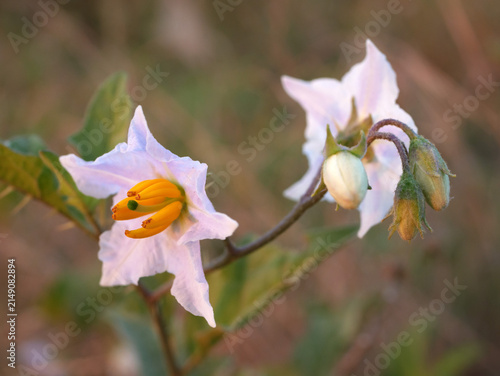 Sticky nightshade Solanum carolinense