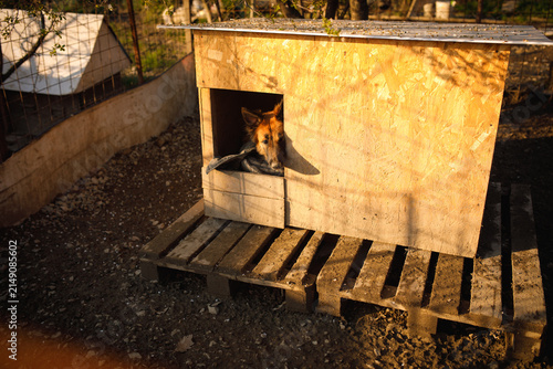 Distrustful stray dog hiding inside doghouse looking scared and cautious at temporary outdoor shelter