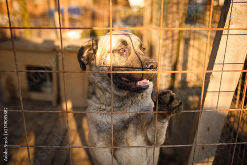 Stray dog standing with paws on wire fence panting with mouth open at temporary outdoor shelter