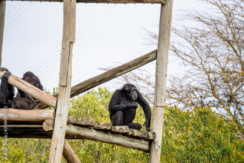 View of chimpanzees resting on a wooden platform at the Ol Pejeta Conservancy in Nanyuki, Laikipia County, Kenya.