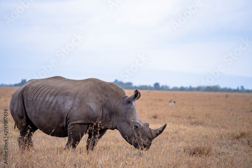 View of a rhinoceros standing in the dry grasslands of the Ol Pejeta Conservancy in Nanyuki, Laikipia County, Kenya.