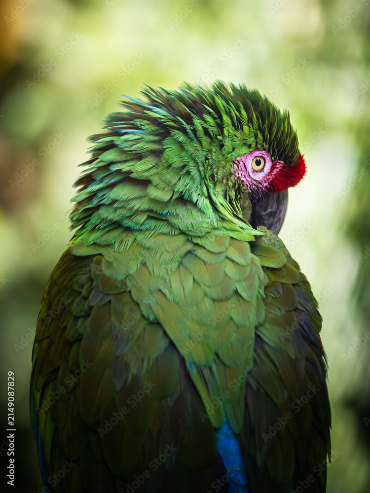 Naklejka premium Peroquet dans le parc des mamelles en guadeloupe