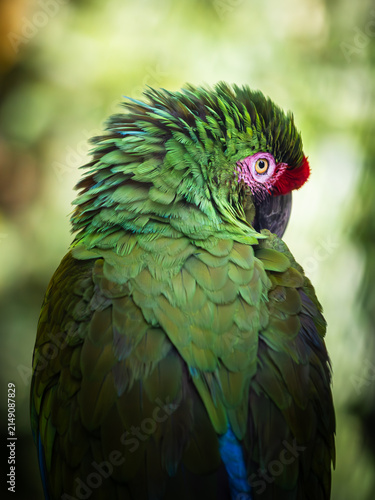 Photography Peroquet dans le parc des mamelles en guadeloupe