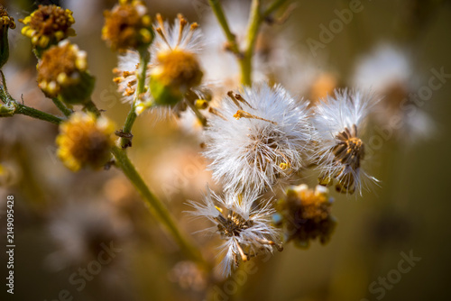 Принти на полотні Macro photograph of mature wildflower seed heads with delicate white pappus fibe