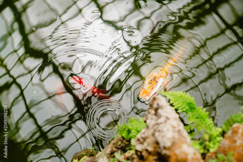View of colorful koi fish swimming in a pond within the greenhouses at Chicago Botanic Garden with reflections of the glass structure on the water surface, Glencoe, Illinois, United States.