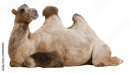 Konstfotografi Dromedary camel resting on white surface