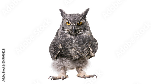 Canvastavla Great Horned Owl with yellow eyes and fluffy legs