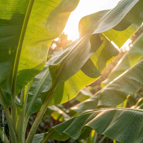 Fresh tropical banana leaves after sunrise, soft golden light shining through translucent green leaves, realistic botanical photography, clean composition, peaceful natural atmosphere, commercial 