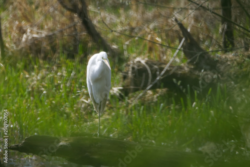 Fotografie Great egret on a branch surrounded by soft green colors through blurred branches