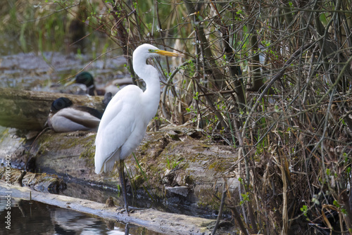 Foto Great egret on a branch at the bank, twigs with fresh shoots in the background,