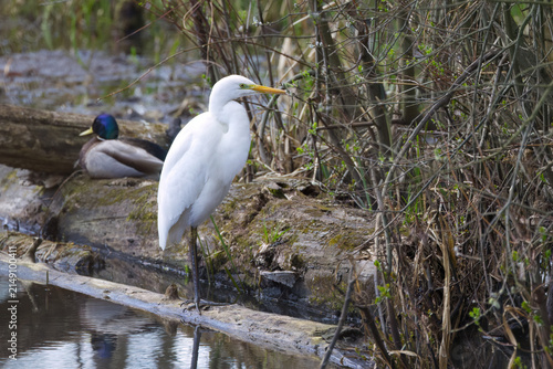 Fotografie Great egret on a rotten wood at the bank, twigs with fresh shoots in the backgro