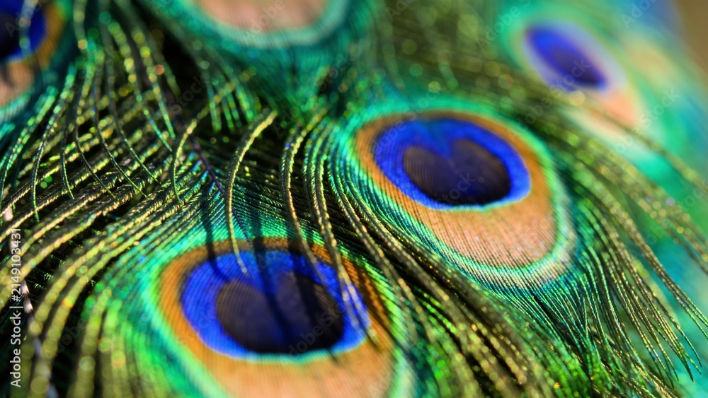 Fototapeta premium Macro Close Up of Peacock Feathers Displaying Vibrant Green and Blue Iridescent Eyespot Texture