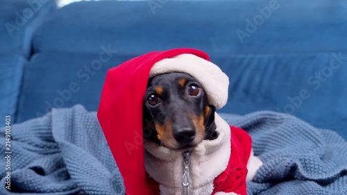 A black and tan dachshund dog dressed in a red and white Santa costume with a hood sits on a soft blue sofa wrapped in a knitted blanket, a warm festive greeting card idea.