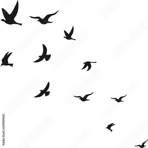 Bild auf Leinwand Flying Bird