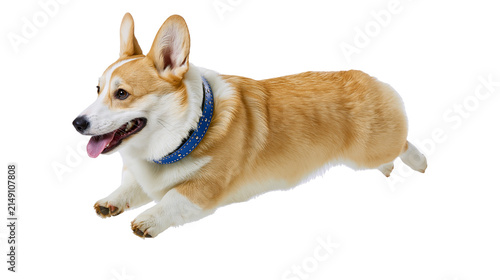 Pembroke Welsh Corgi dog running with blue collar