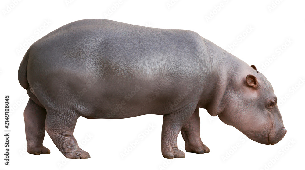 Fototapeta premium Young hippopotamus standing side view, grey skin texture