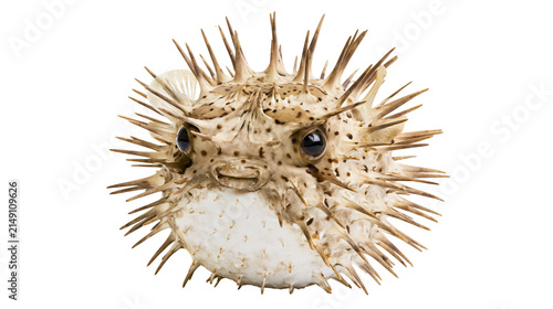 Foto Dried pufferfish with sharp spines and spotted skin