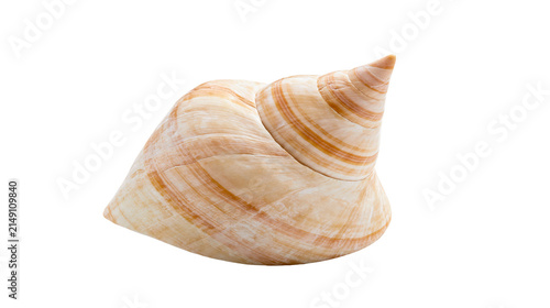 Obraz na plátně Spiral Seashell with Orange Stripes