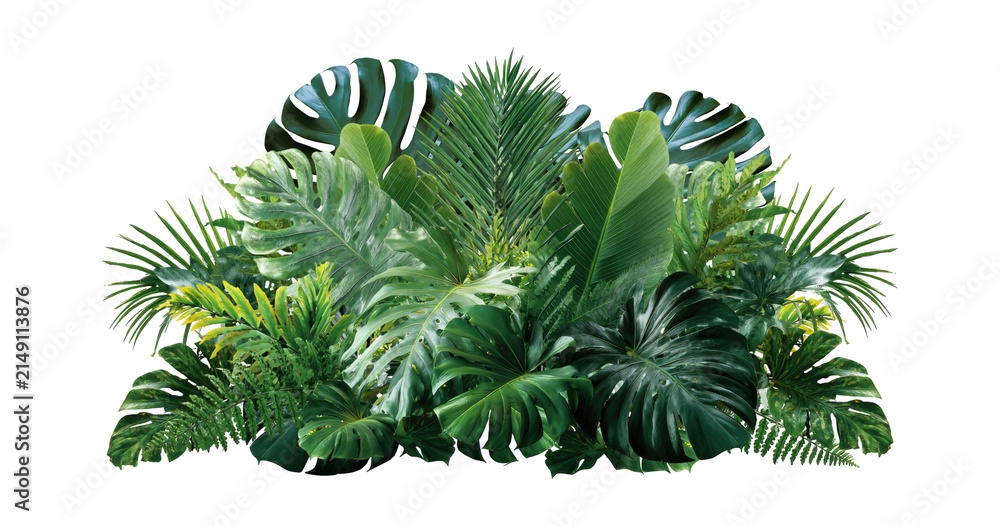 Obraz premium Plant leaves Green nature Tropical forest isolated on transparent background - png
