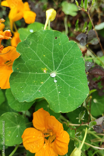 Obraz na plátně Macro closeup of green nasturtium leaf with clear water droplets and radiant vei