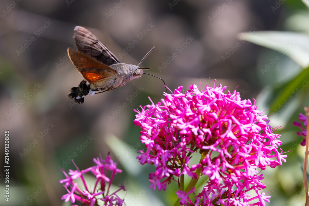 Fototapeta premium Hummingbird Hawkmoth feeding off Red Valerian during Summer. England, UK.