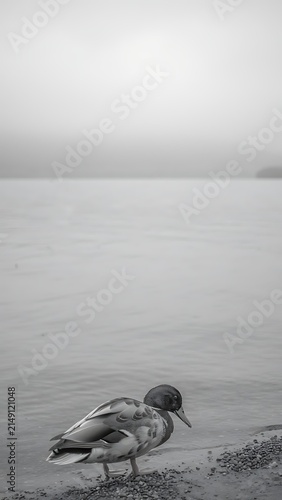 Duck Resting by the Water.
