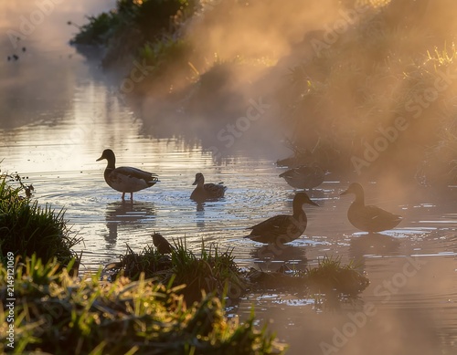Ducks swimming in misty lake at sunrise with lily pads.