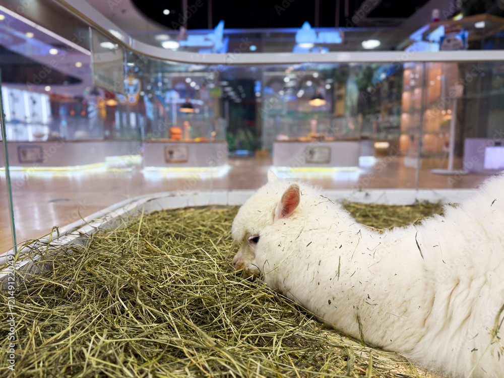Fototapeta premium Serene Alpaca Relaxing in Hay: A Calm Moment in a Modern Habitat