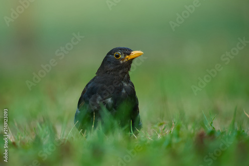 Close-up of a male common blackbird standing on grass, photographed at ground level