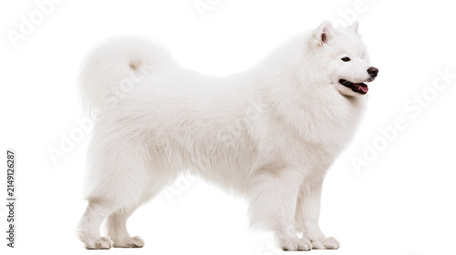 Cuadro en lienzo Fluffy white Samoyed dog standing profile view