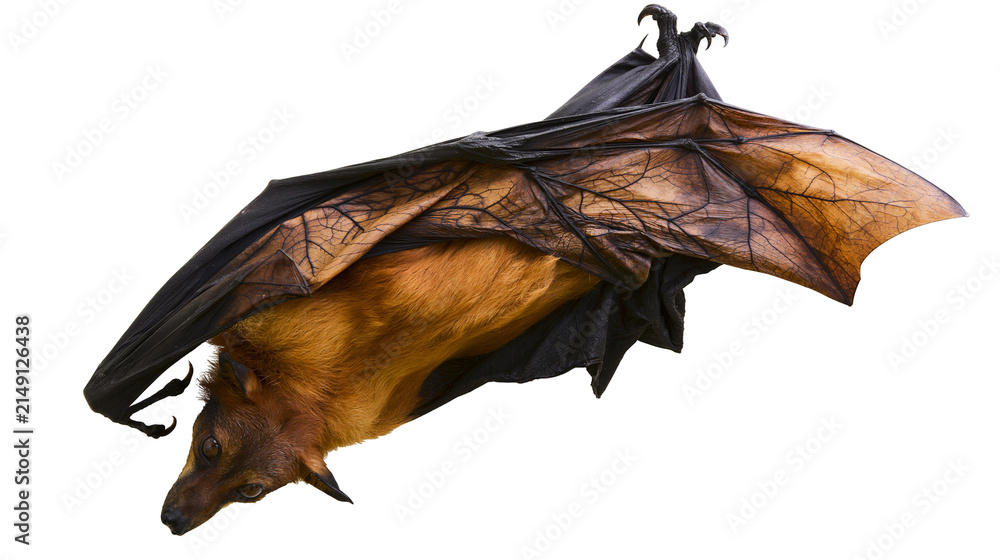 Fototapeta premium Flying fox with spread wings and furry body