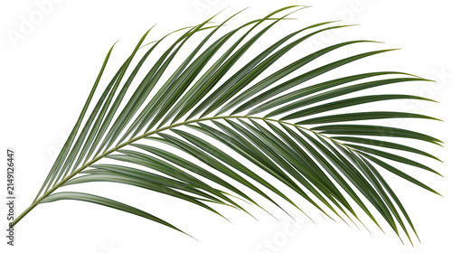 Foto Single green palm frond with delicate leaves, isolated on transparent background