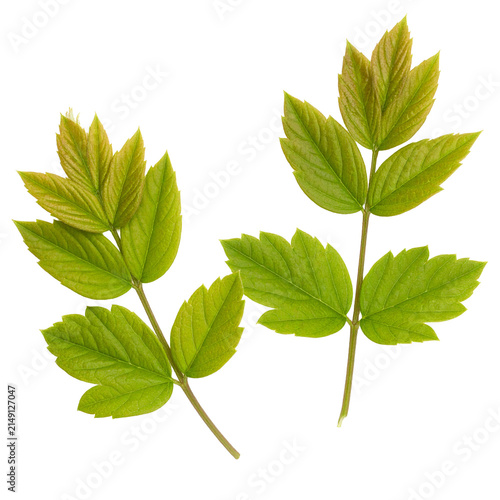 New Spring Leaves: Delicate new spring leaves unfurl on delicate branches, showcasing vibrant green hues and intricate vein patterns against a clean backdrop, symbolizing new beginnings and growth.