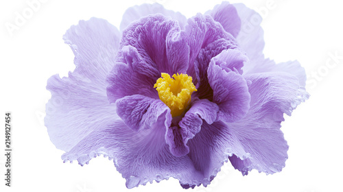Canvastavla Delicate purple hibiscus flower with ruffled petals and yellow center, isolated