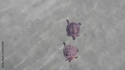 Two turtles swimming in water in pond on sunny summer day - slow motion. Topics: reptiles, animals, nature, environment, climate, fauna