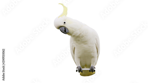 Obraz na plátně Sulphur-crested cockatoo with yellow crest and grey beak