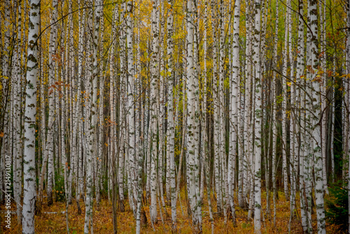 Foto Autumn birch grove with dense white tree trunks near Molebka