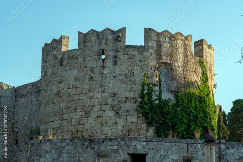 Stone castle wall stands in the sunlight with green vines climbing its surface in Rhodes