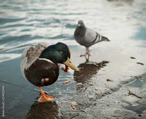Foto Duck