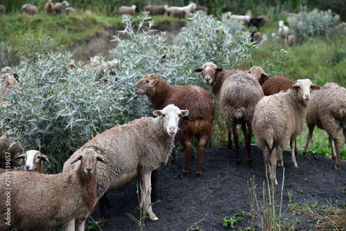 White sheep herd graze in Dagestan. Russia