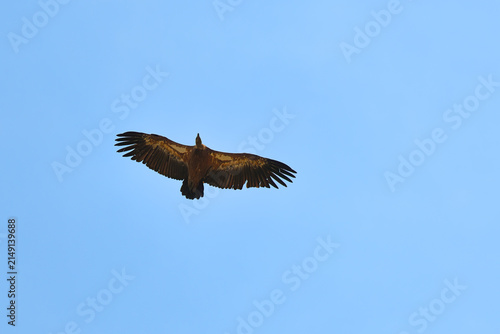 Cinereous Vulture Aegypius monachus in flight. Dagestan, Russia