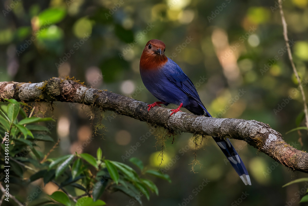 Fototapeta premium Colorful Lilac Breasted Roller and Blue Winged Macaw Perched on a Branch in Tropical Nature, Exotic Blue and Red Parrots with Vibrant Feathers and Beaks