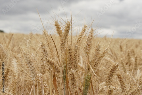 wheat field, summer, harvest time, uk, suffolk, haverhill, sturmer, July 2026, farming, agriculture, dry summer, golden grains, nature