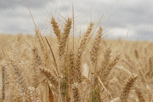 wheat field, summer, harvest time, uk, suffolk, haverhill, sturmer, July 2026, farming, agriculture, dry summer, golden grains, nature