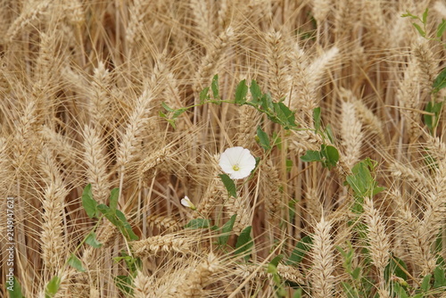 Field bindweed, wild morning glory, wheat field, summer, harvest time, uk, suffolk, haverhill, sturmer, July 2026