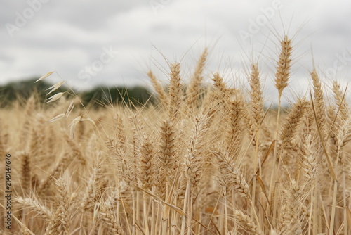 wheat field, summer, harvest time, uk, suffolk, haverhill, sturmer, July 2026, farming, agriculture, dry summer, golden grains, nature
