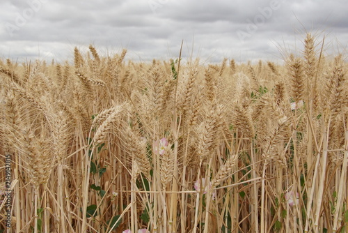 wheat field, summer, harvest time, uk, suffolk, haverhill, sturmer, July 2026, farming, agriculture, dry summer, golden grains, nature