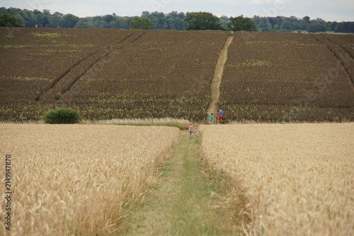 Fields, rural, village, suffolk, uk, around Haverhill, July 2026, wheat crops, broad bean crop
